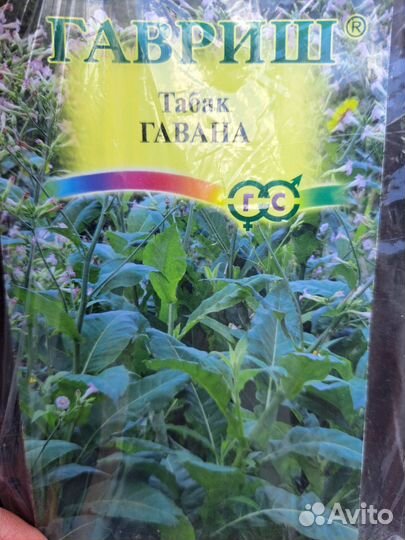 Рассада табака, и другое