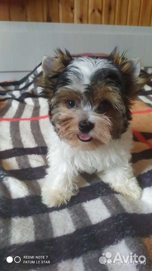 Мини девочка