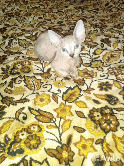 Канадский сфинкс