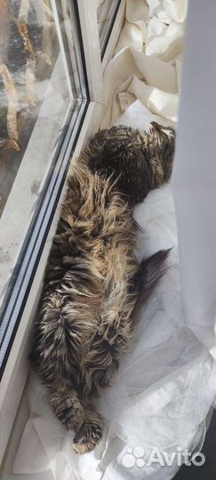 Кошка в дар