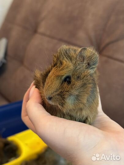 Морские свинки