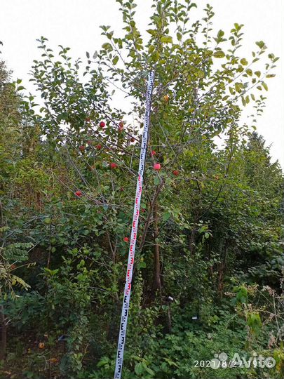 Яблоня крупномер саженцы