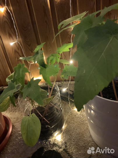 Клещевина рассада