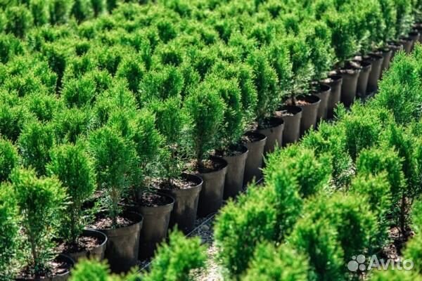 Помощник по хозяйству в теплицы семейные пары