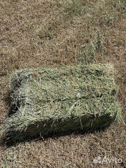 Сено в тюках