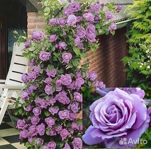 Роза плетистая Индиголетта