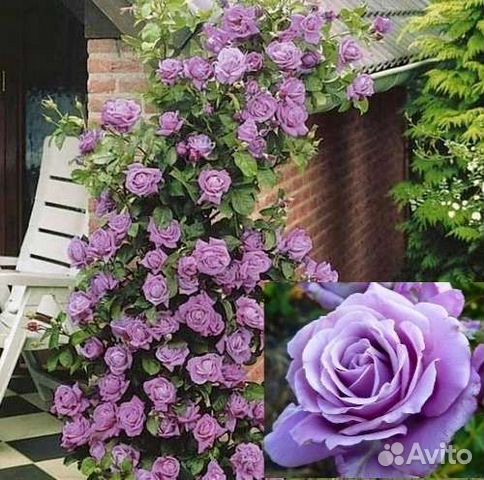 Роза плетистая Индиголетта