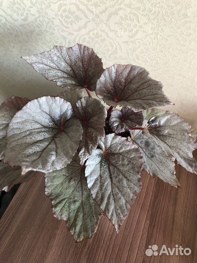 Сингониум холодное сердце