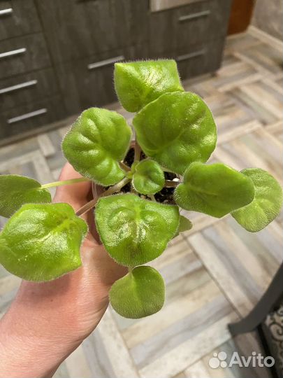 Детки сортовых фиалок