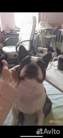 Передержка кошек