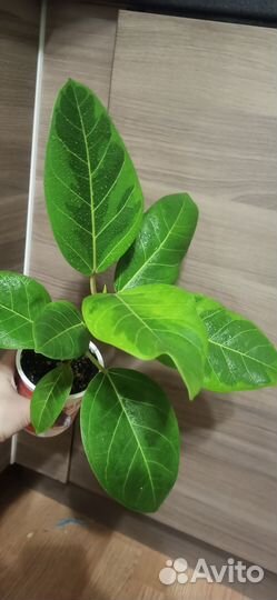 Фикус Бенгальский тигр