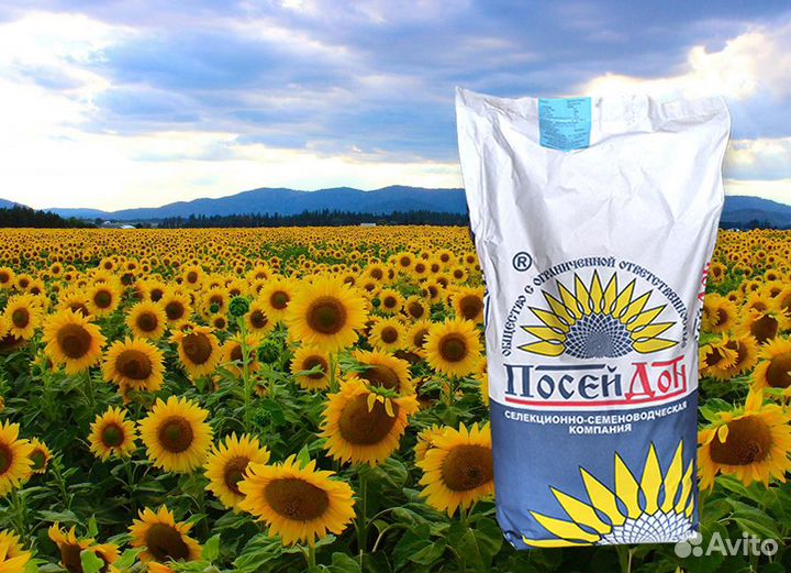 Семена подсолнечника Кайзер Экспресс Гибриды самар
