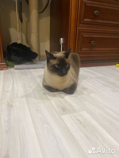 Тайский кот