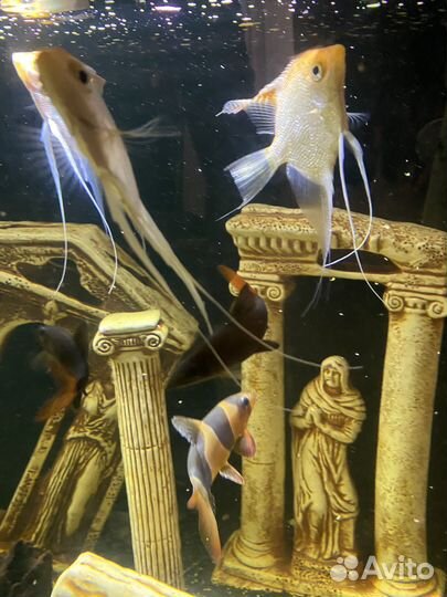 Аквариум с рыбами