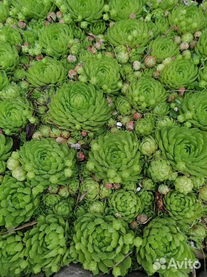 Молодило каменная роза