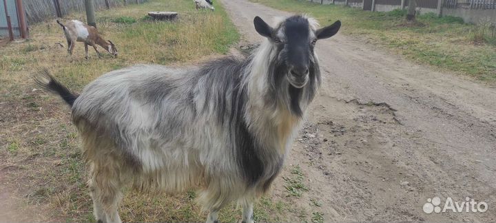 Козел альпийский