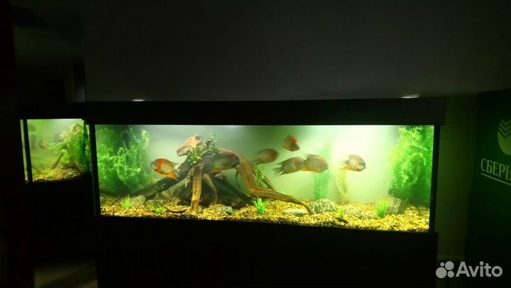 Обслуживание (чистка) аквариумов