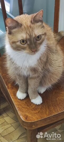Рыжая кошечка