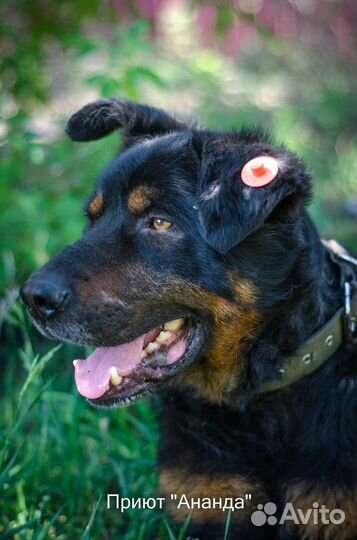 Гром- крупный не агрессивный пес