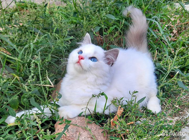 Котята Рэгдолл