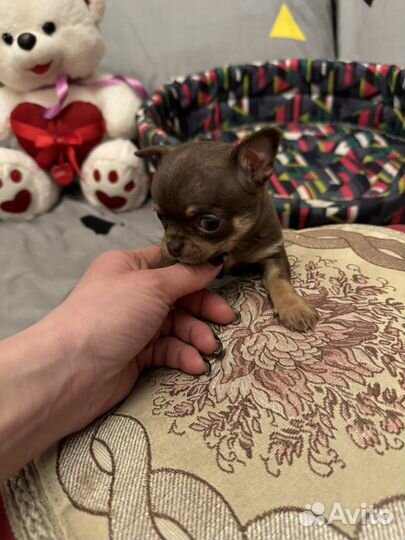 Чихуахуа мини шоколодная