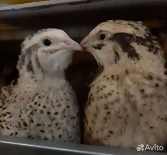 Перепела Фениксы инкубационное и пищевое яйцо