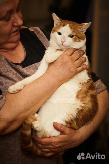 Котику нужен очень дом
