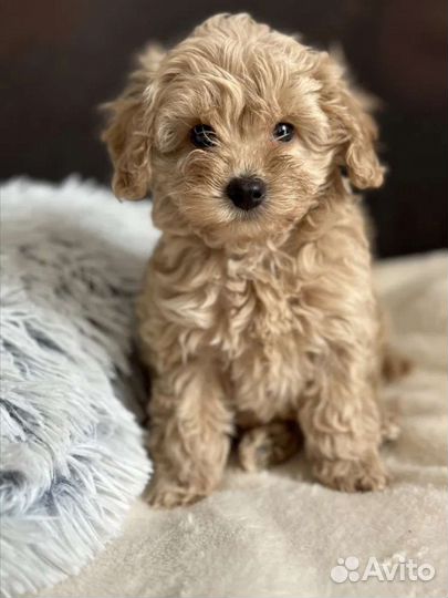 Малыши мальтипу