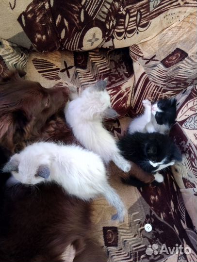 Котята в добрые руки