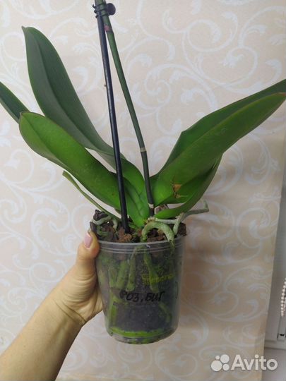 Орхидея фаленопсис оцветашки