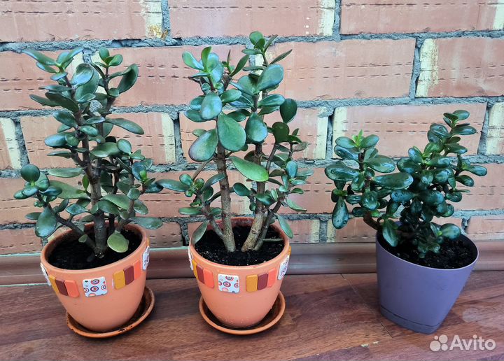 Крассула/Денежное дерево/Толстянка в горшках