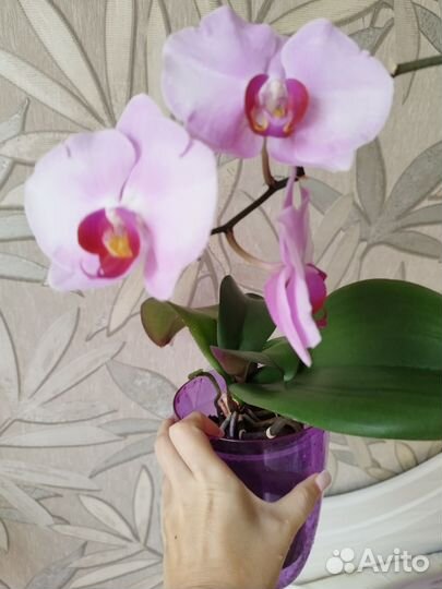 Орхидея цветущая