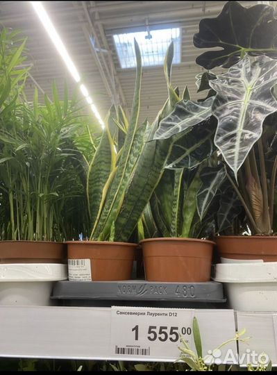 Сансевиерия щучий хвост