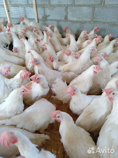 Куры несушки Хайсэкс Уайт (Белые ) Доставка