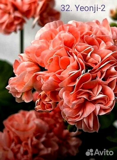 Пеларгония герань, корейские сорта