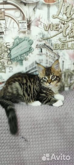Котята мейн-кун