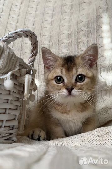 Британская золотая шиншилла котенок девочка ny25
