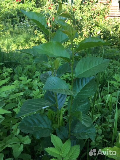 Отростки вишни, вишня