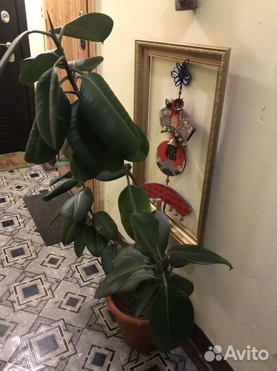 Большой цветок-Фикус-Эласика