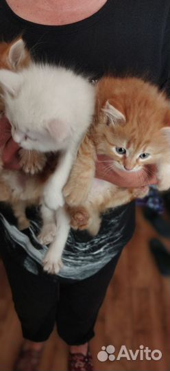 Котята, в добрые руки