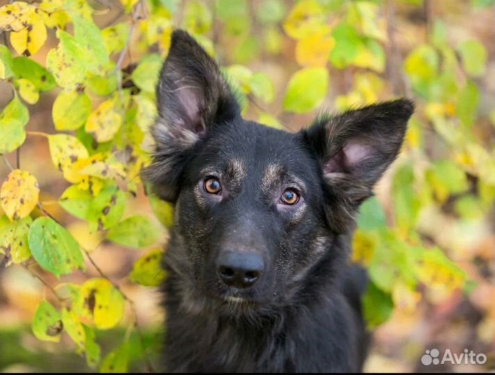 Щенок Потап в добрые надежные руки