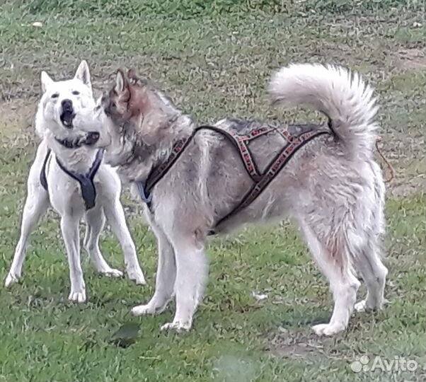 Шлейка для собаки