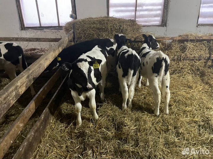 Телята: бычки и телки 1,2,3 мес Холмогоры Голштины
