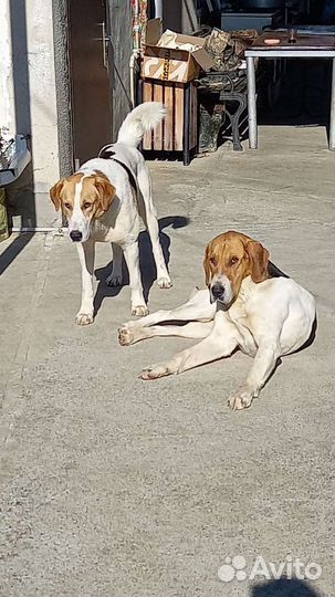 Русская пегая гончая