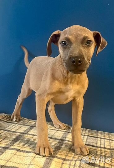 Прайтер девочки щенки