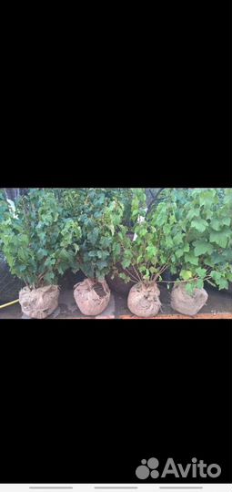 Плодовые крупномеры, Подмосковный Питомник Дворик