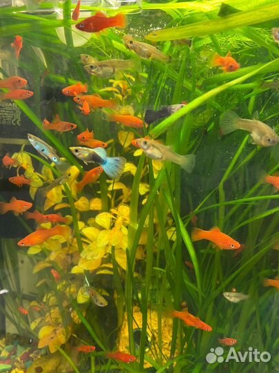 Аквариумные рыбки и растения