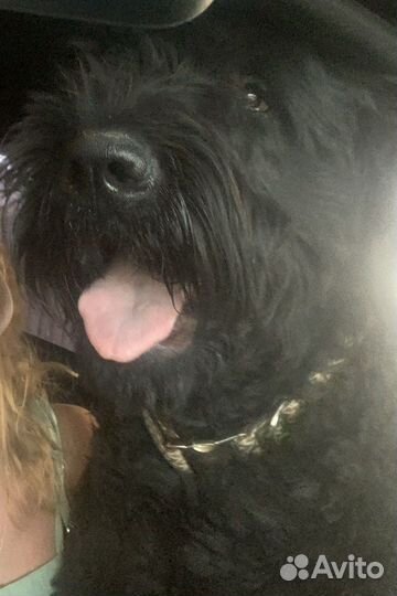 Русский черный терьер Вязка