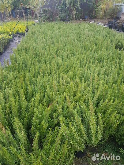 Саженцы плодовых деревьев и декоративных