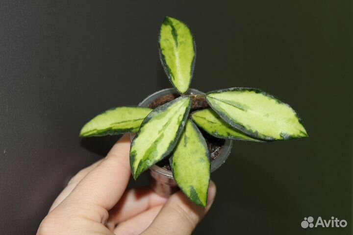 Хойя редкая